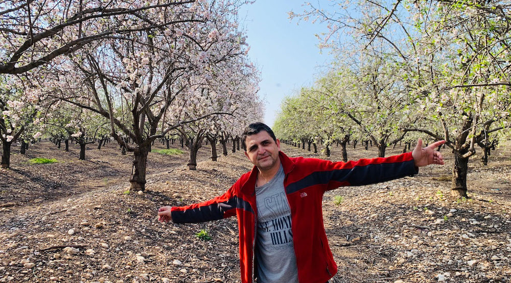 Almond Blossoms in Israel - The Wandering Israeli